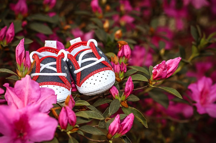 pregnant woman, slipper, spring, boy, maternity test, flower, flowering plant, plant, close-up, beauty in nature