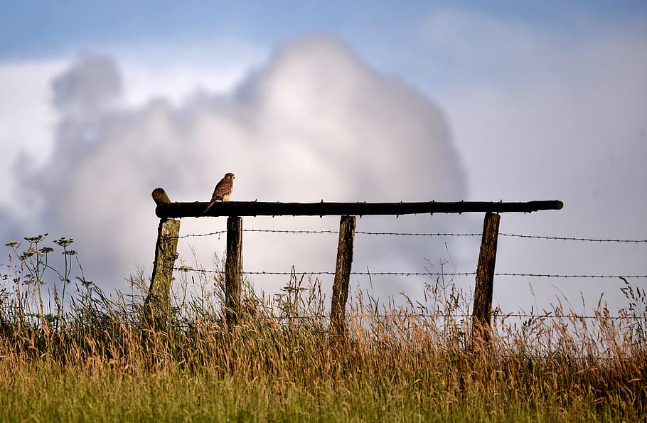 valk, bird of prey, bird, nature, sitting, the end of the day, pound sign, clouds, air, grass