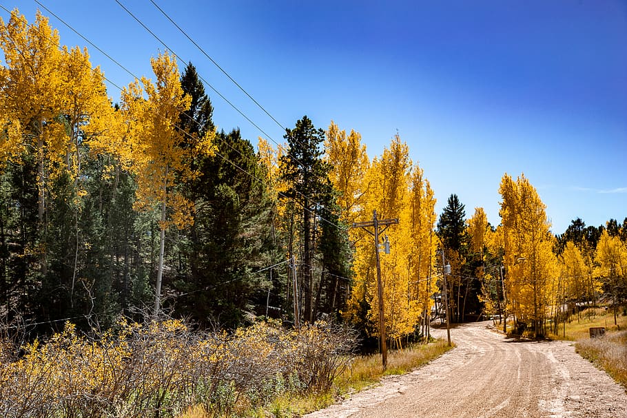 colorado, fall, aspens, dirt road, autumn, aspen, landscape, nature, forest, trees