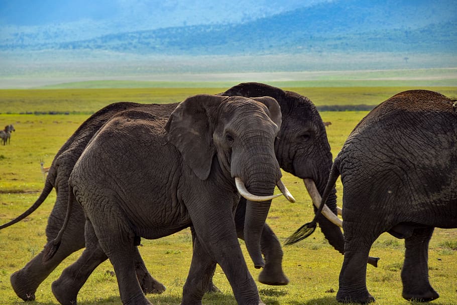 gajah, satwa liar, afrika, safari, alam, hewan, taring, tanzania, tema hewan, binatang di alam liar