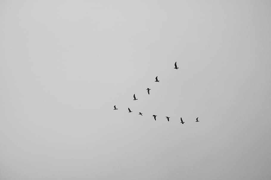low, angle photo, flock, birds, flying, clouds, bird, animal, sky, black and white