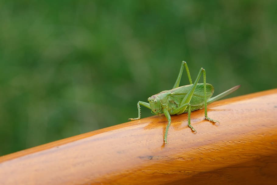 hewan, kumbang, serangga, jangkrik, belalang, hijau, pelompat, katydid, kaki, makro