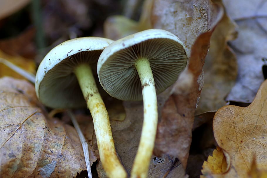 mushrooms, the collection of, forest, runko, litter, hat, poisoning, collect, autumn, plaques