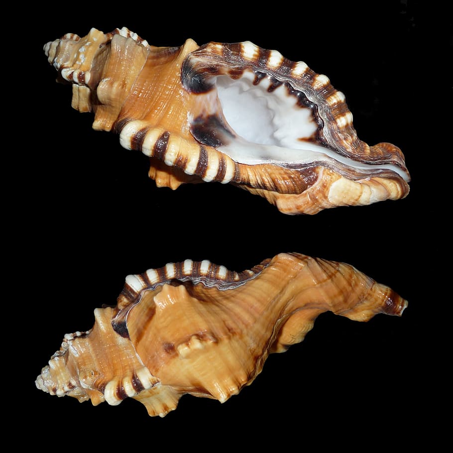 two, brown, shell photography, triton slugs, snail, littorinimorpha, housing, shell, meeresbewohner, sea snail