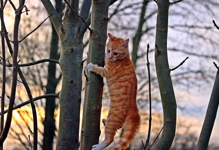 cat, kitten, red mackerel tabby, red cat, young cat, cat baby, tree, climb, animal themes, animal