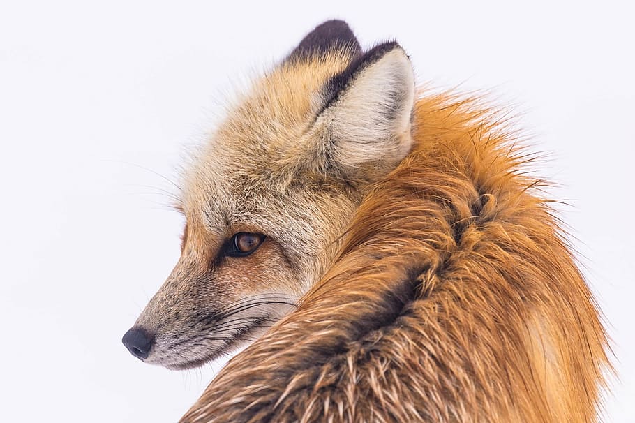 brown fox, red fox, wildlife, snow, portrait, sitting, nature, predator, vulpes vulpes, wilderness