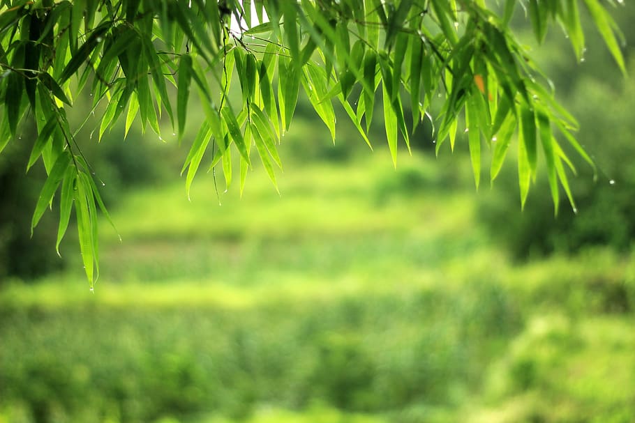 green bamboo plant, Scenery, Bamboo, Wallpaper, the scenery, nature, growth, green color, outdoors, day