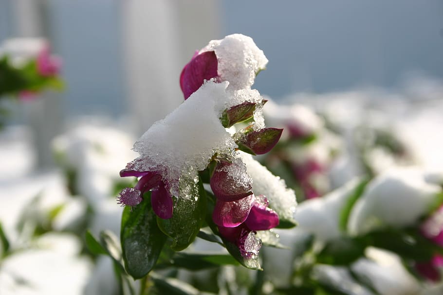 Fiore, Neve, inverno, flower, day, close-up, nature, outdoors, flowering plant, plant