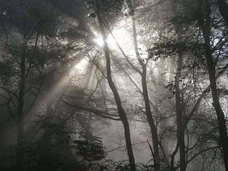 bosque, luz, iluminación, luz de fondo, haz de luz, sol, naturaleza, sombra, inundado, árbol