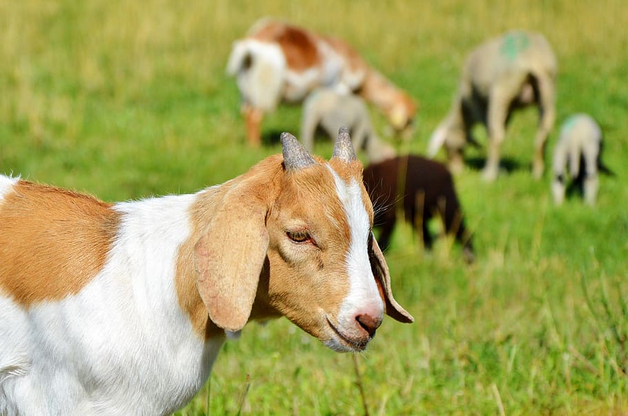 Goat, Prima Donna, Geiss, little kids, pasture, meadow, livestock, animal  husbandry, creature, animal world | Pxfuel