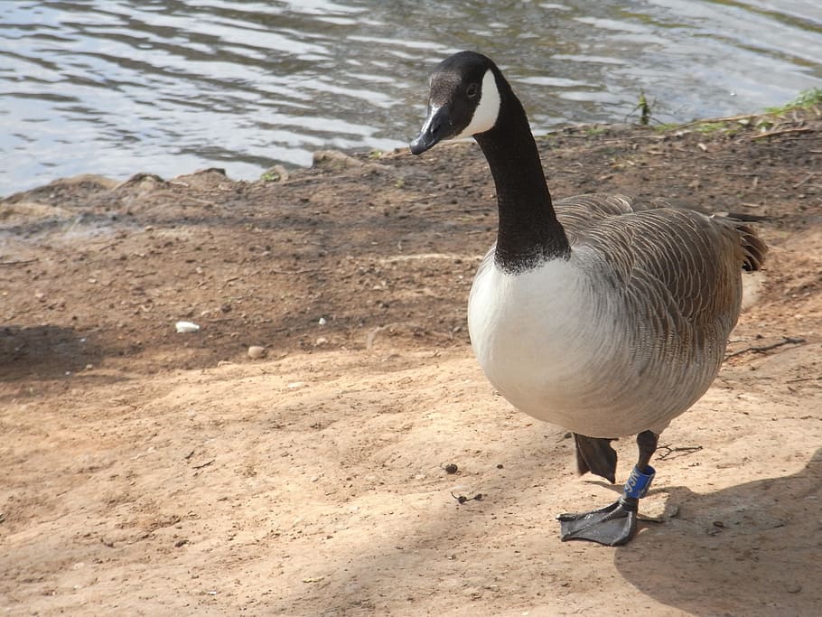 Goose, Nature, Water Bird, Geese, Pond, fowl, gander, lake, water, bird