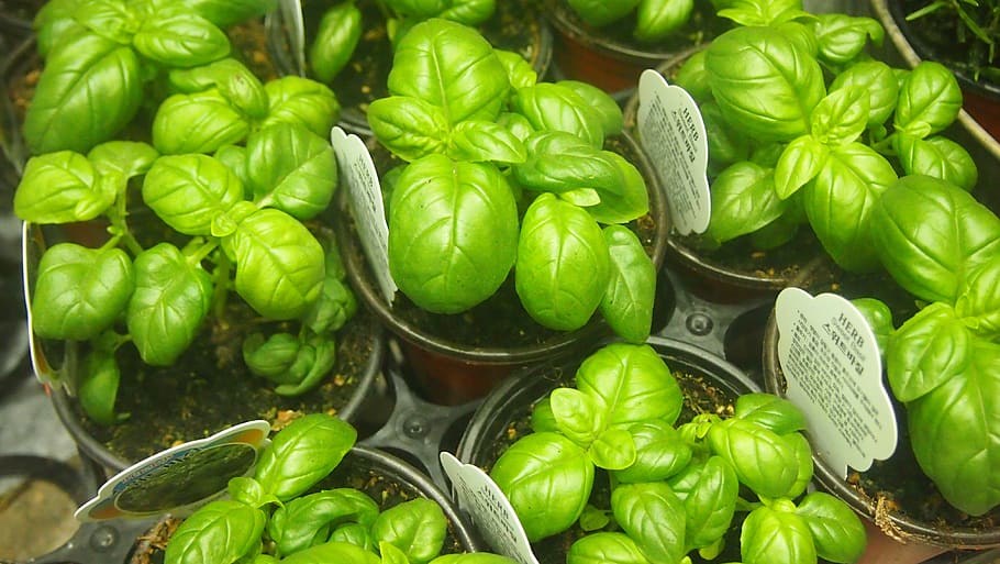 sweet basil, basil, suite mobile quality, green, food and drink, food, vegetable, healthy eating, freshness, green color