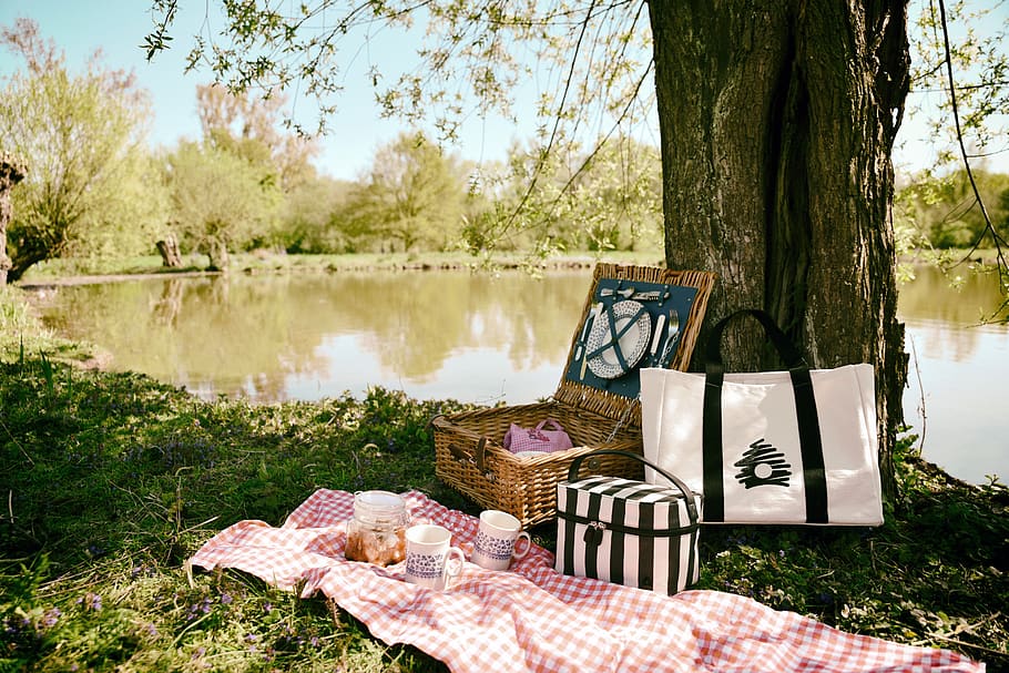 picnic, outing, nature, lunch box, sandwich, plant, tree, water, trunk, tree trunk