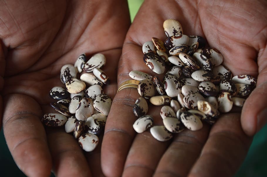 biodiversity, seeds, bean, lima, nature, seed, agriculture, plant, food, human hand