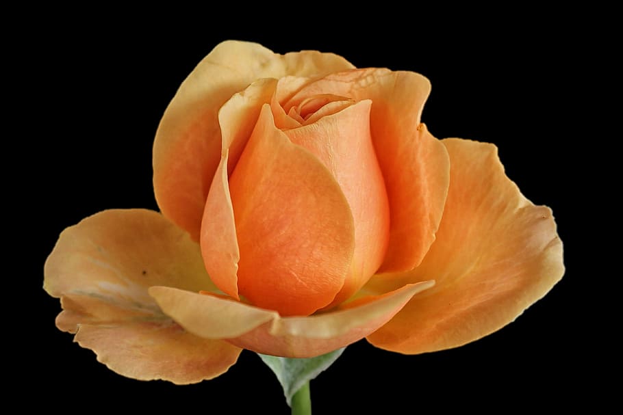 orange, rose, macro lens photography, bloom, rose bloom, orange rose, black background, flower, petal, fragility