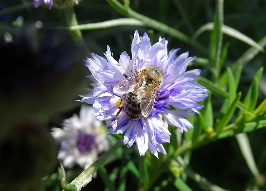 blue flower, italicum, blue, cornflower, flower, summer, plant, nature, bee, bees in a greenhouse