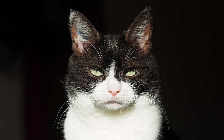 black, white, tuxedo cat, animals, cat, portrait, feline, domestic cat, looking at camera, pets