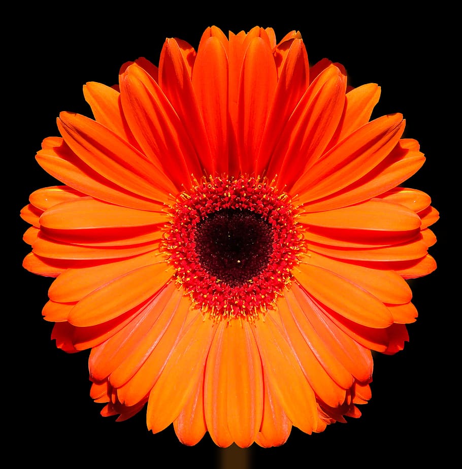 marigold, flower, blossom, bloom, gerbera, close up, orange, red, bright, orange color