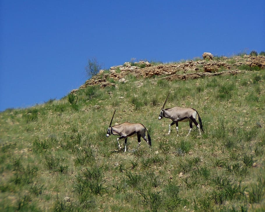 Oryx, Antelope, Africa, Wild, oryx antelope, animal wildlife, animals in the wild, animal, grass, nature