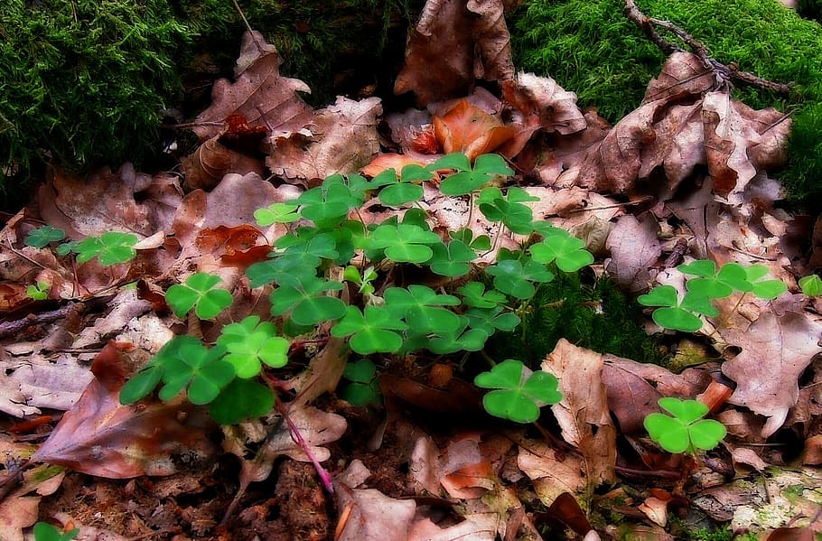nature, klee, forest, leaves, luck, lucky charm, green, autumn, four leaf clover, leaves in the autumn
