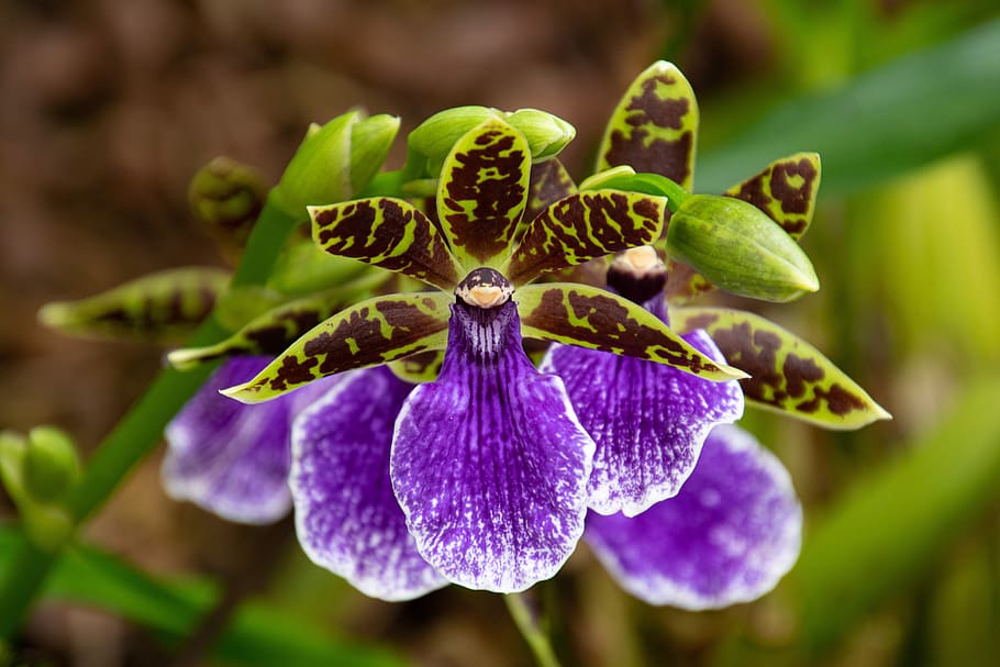 orchid, orchids, macro, blossom, bloom, close up, flower, zygopetalum, violet, flowering plant