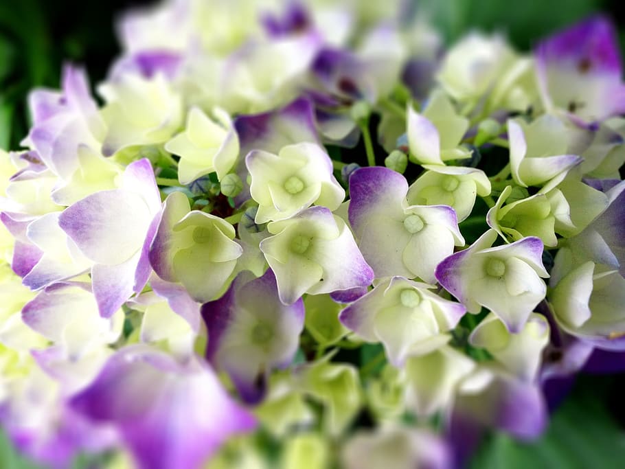 close-up photo, white-and-purple hydrangea flowers, hydrangea, flowers, rainy season, close up, rain, white, flower, flowering plant