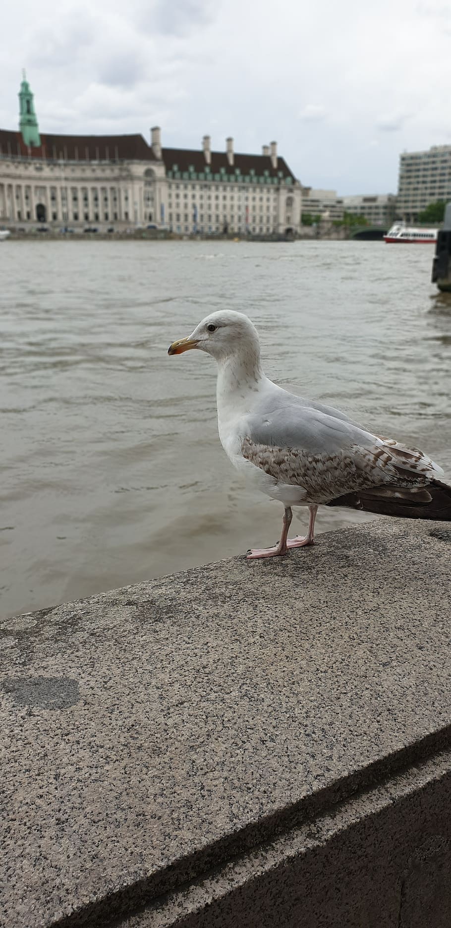 seagull, london, river thames, bird, animal themes, animal, vertebrate, animals in the wild, animal wildlife, one animal