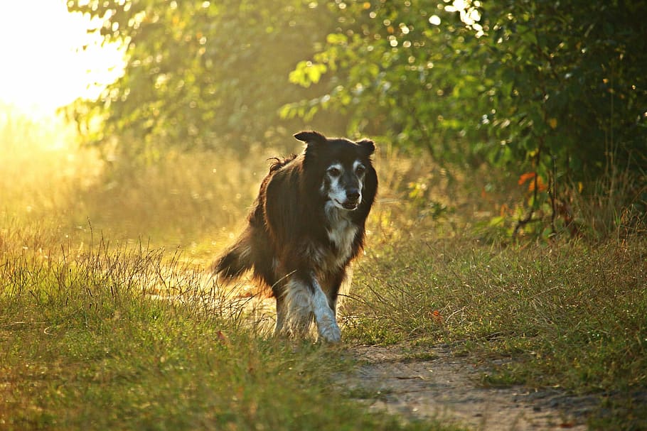 selectivo, fotografía de enfoque, negro, perro, para caminar, camino, border collie, luz, sol, niebla