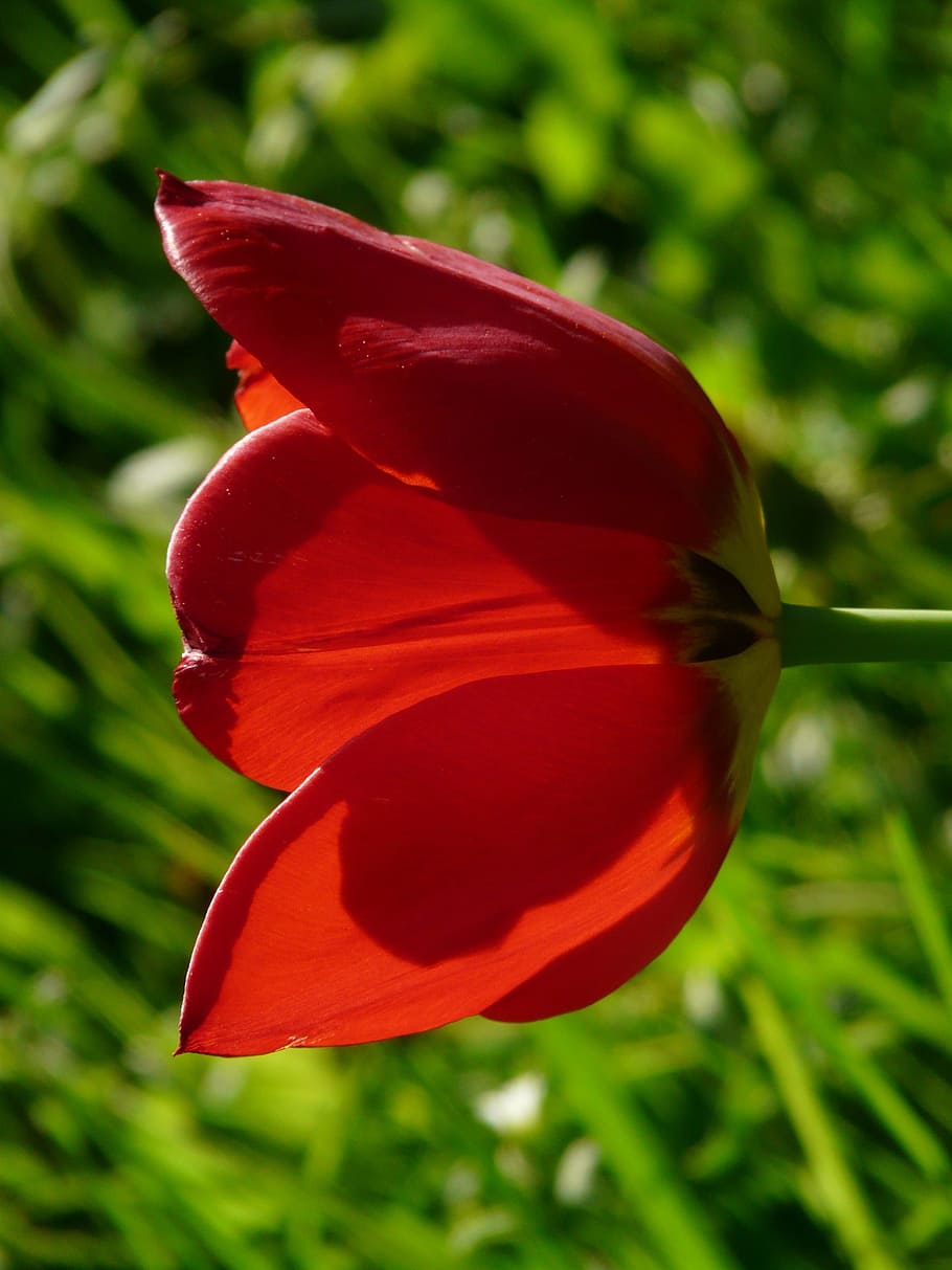 tulip, merah, kuning, lampu belakang, cantik, tulpenbluete, bunga, warna-warni, warna, musim semi