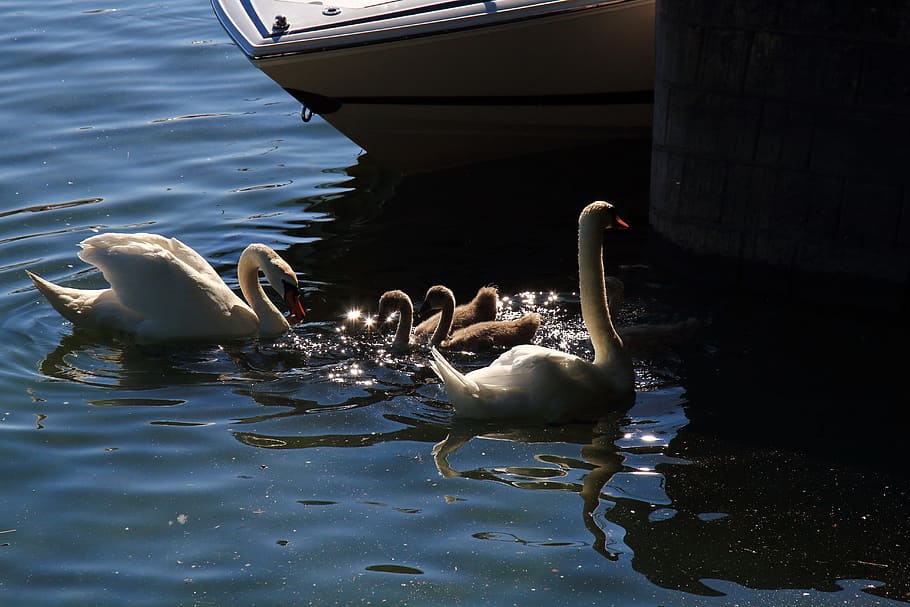 swan, nature, water bird, beautiful swans, baby swan, bank, spring, animal, water, swans