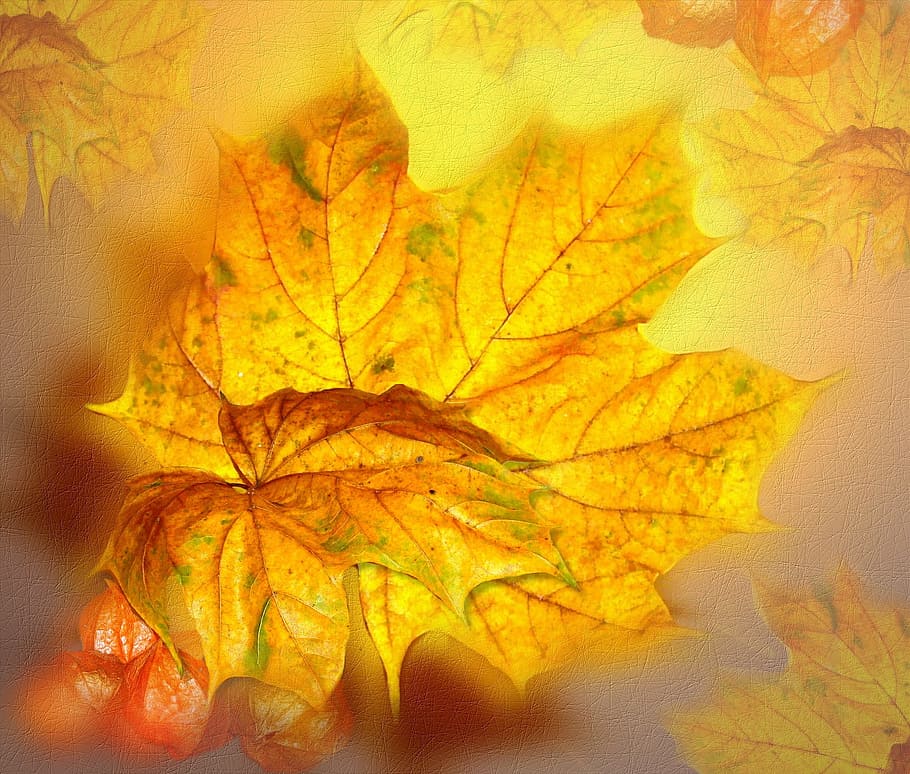 superficial, fotografía de enfoque, hoja de arce, enfoque superficial, fotografía, otoño, hojas doradas, arte de otoño, otoño dorado, collage
