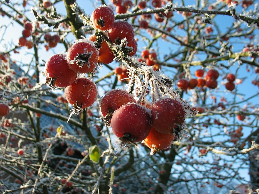 ягоды, иней, зима, замороженные, холодные, ягодно-красные, ледяные, зимние впечатления, фрукты, здоровое питание