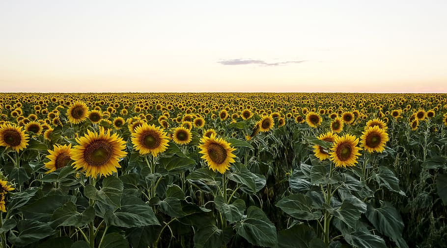 bed of sunflowers, bed, Sunflowers, sunflower, field, evening, nature, agriculture, yellow, flower