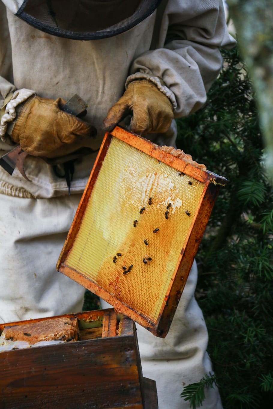 Beekeeper, Honey, Hive, Bees, Nature, insect, cell, swarm, beekeeping, wax