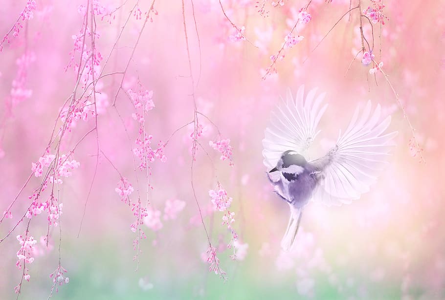 nature, landscape, spring, the beginning of spring, cherry blossoms, cherries, bird, tit, animal, flying