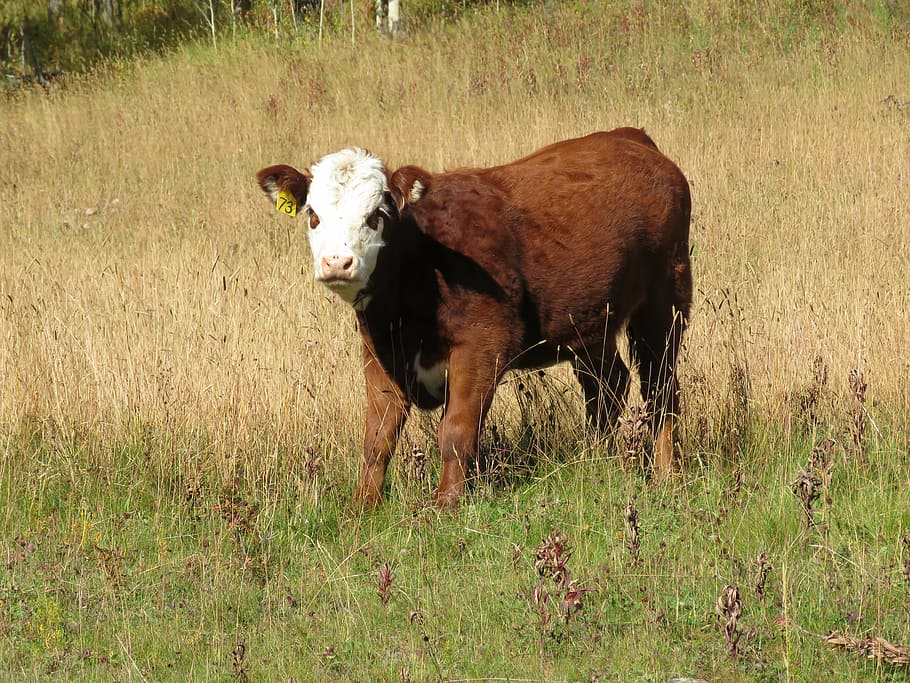 cow, calf, cattle, animal, baby, brown, field, meadow, grass, plant