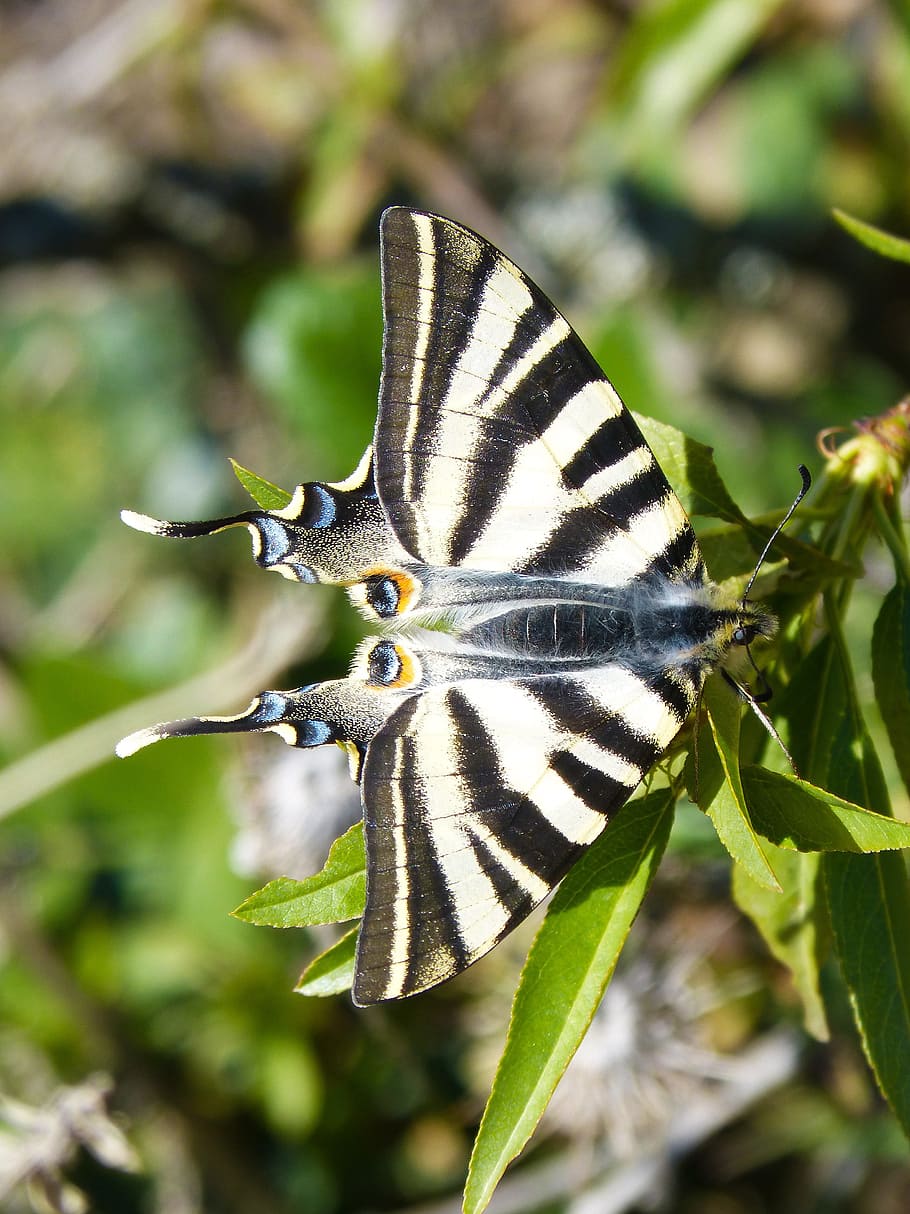 butterfly, scarce swallowtail, chupaleche, polidario, animal wildlife, animal themes, animal, animals in the wild, insect, invertebrate