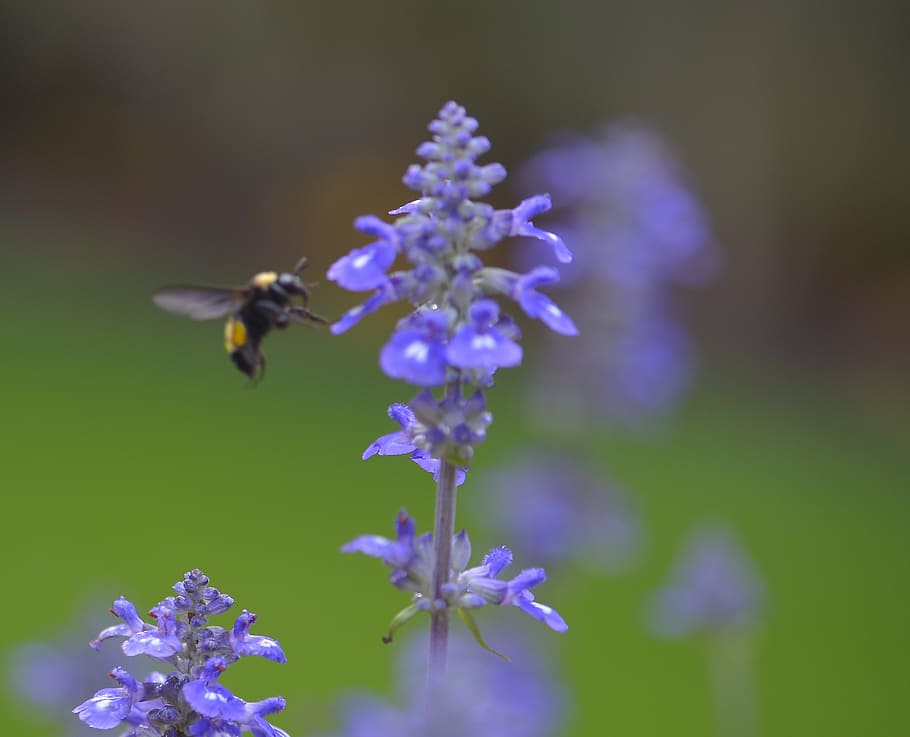 蜂, 早い, 土曜日, スズメバチ, 花びら, 花, 顕花植物, もろさ, 脆弱性, 自然の美しさ