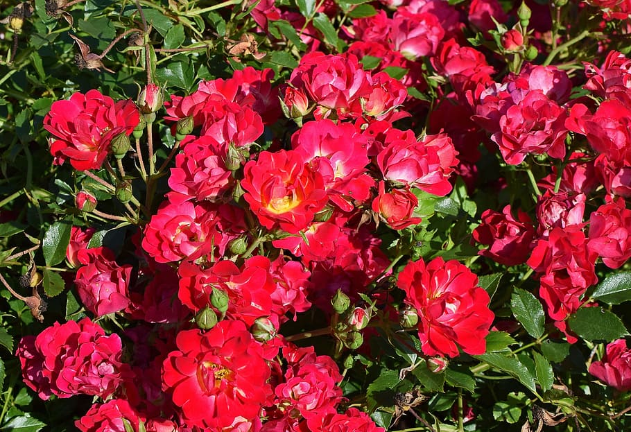 Rosa roja, arbusto, flor, arbusto rosa roja, rosa, floración, planta, jardín, naturaleza, rojo