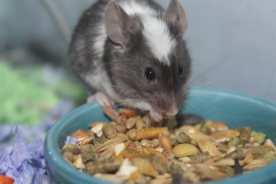 food, little, mouse, mice, eating, cute, rat, rodent, pest, pet