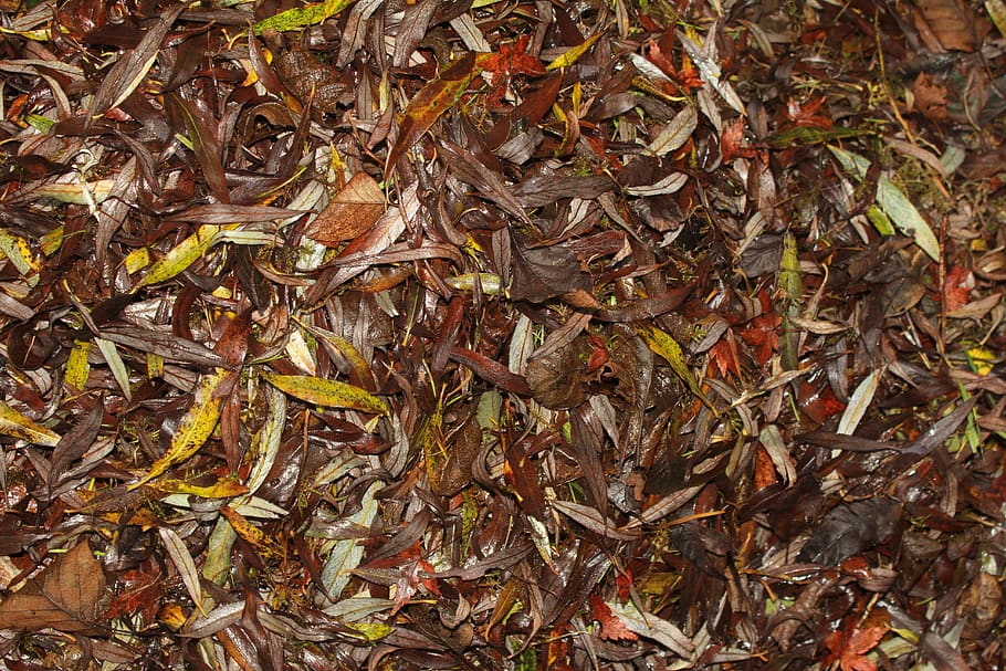 leaves, autumn, fall, nature, leaf, compost, colourful, wallpaper, header, backdrop