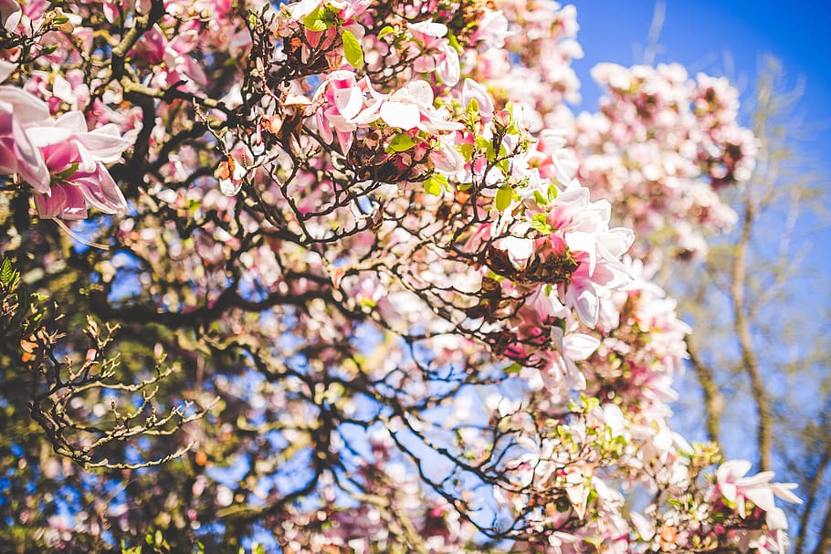 flowers, nature, pink, blossoms, spring, summer, branches, outdoors, trees, plant