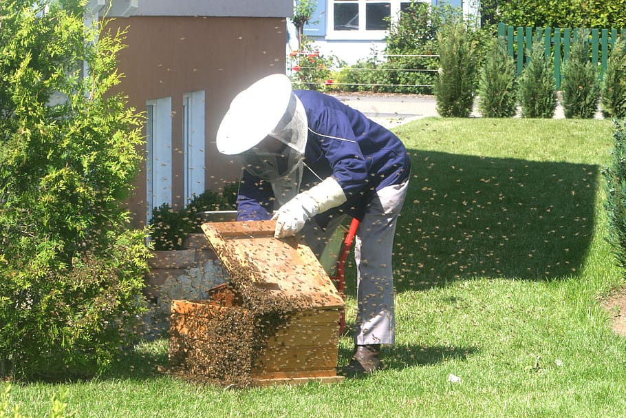 apicultor, abejas, jardín, abejas melíferas, apicultura, panales de miel, colmena, cría de abejas, hombre, humano
