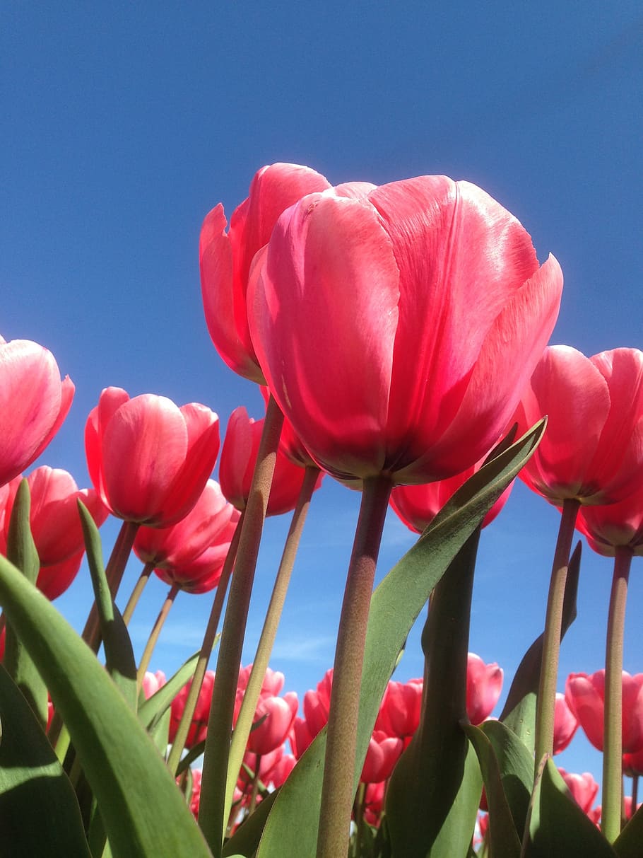 tulip, red, plantation, plant, flower, flowering plant, beauty in nature, sky, vulnerability, fragility