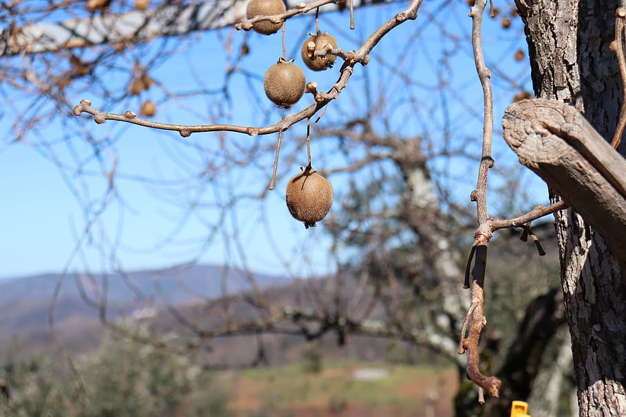 fruit, tree, nature, kiwi, fresh, country, countryside, portugal, garden, wilderness