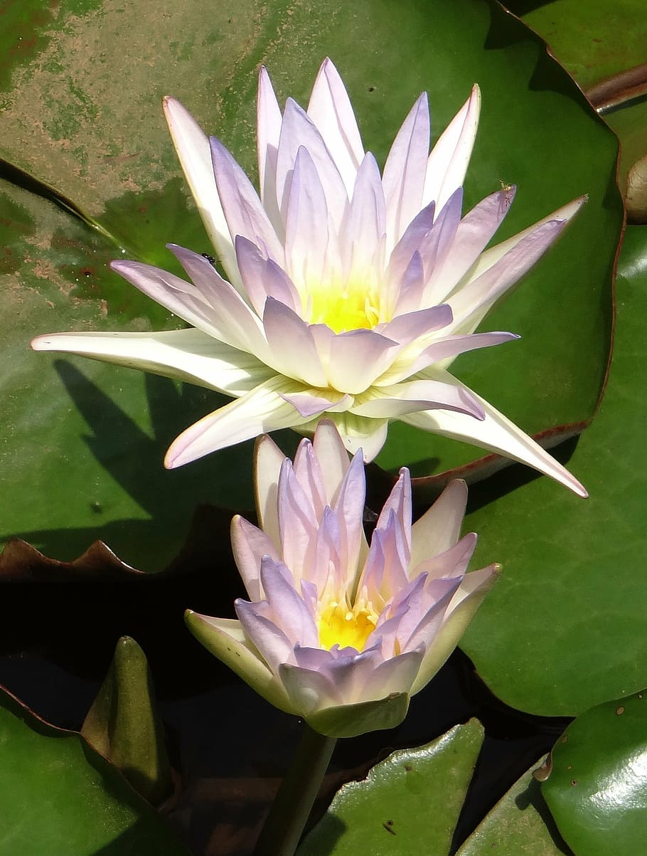 lily, lily air, nymphaea caerulea, lily air biru, lily biru sakral, nymphaeaceae, bunga, kolam, air, berbunga