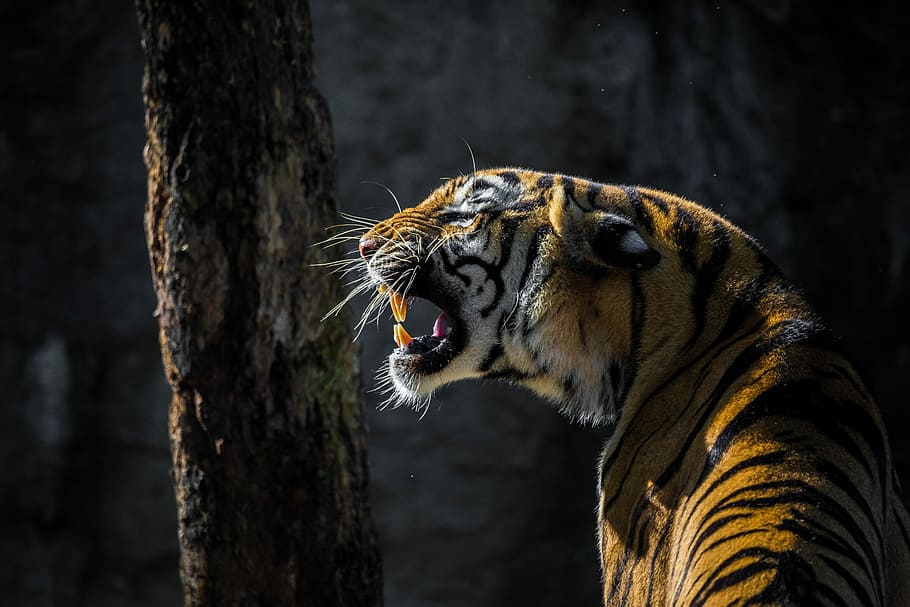 closeup, bengal tiger, tiger, cat, animal, predator, roar, wild animal, zoo, foot