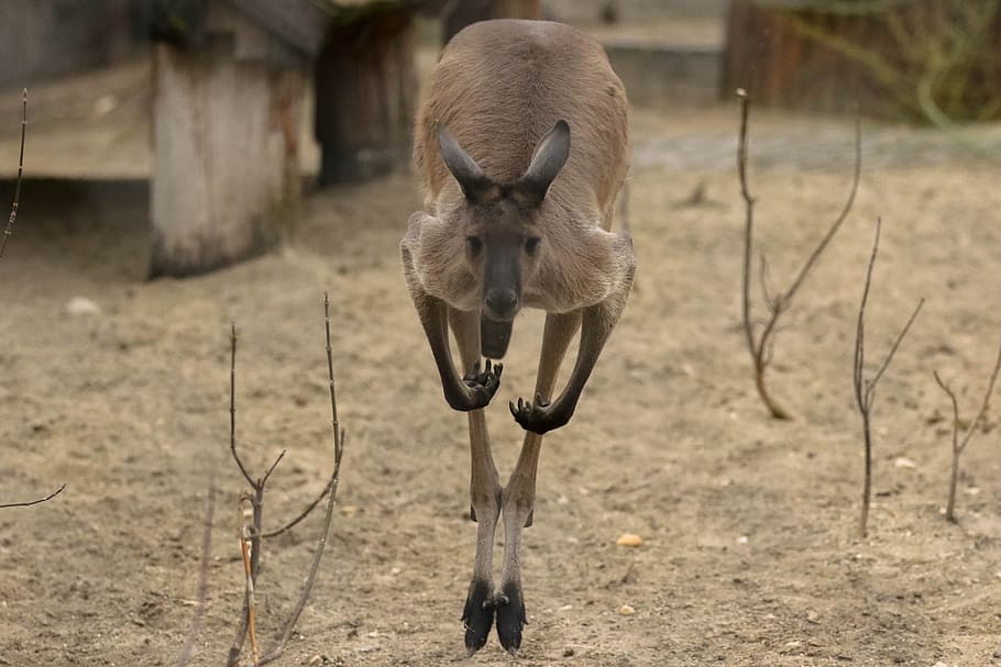 brown, kangaroo, hopping, ground, daytime, exotic, animal, australia, go to, movement