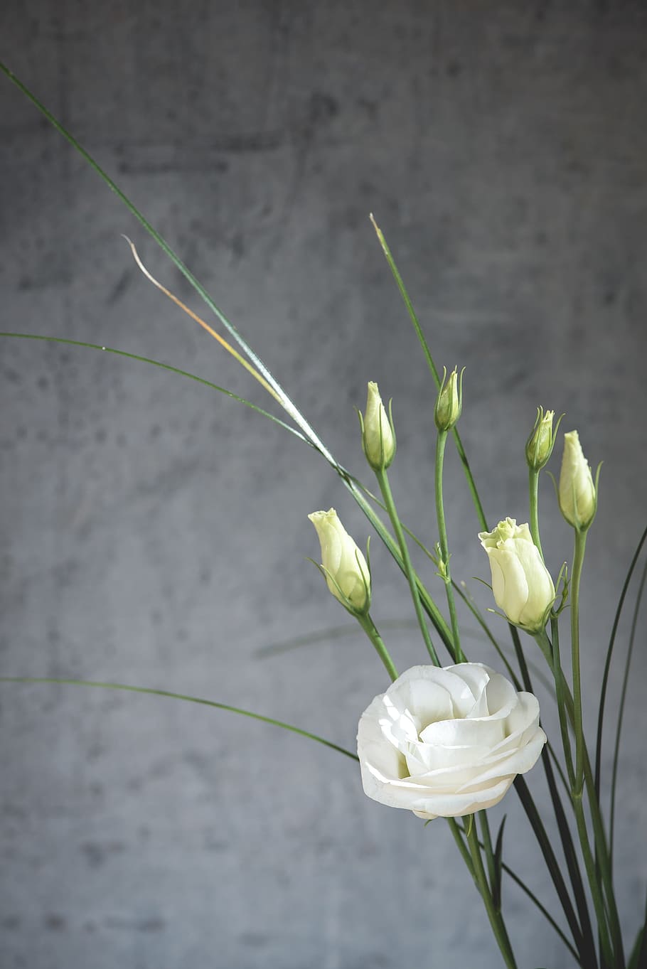 yellow, white, roses, gray, concrete, wall, white Rose, flowers, lisianthus, flower