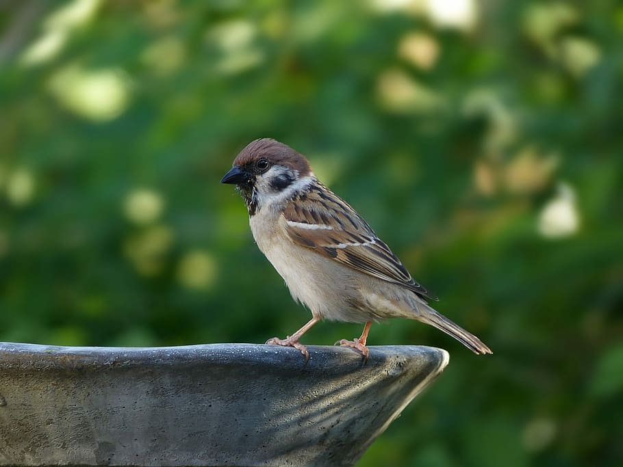 sparrow bird, animal, bird, sparrow, sperling, passer domesticus, songbird, twitter, young, cute